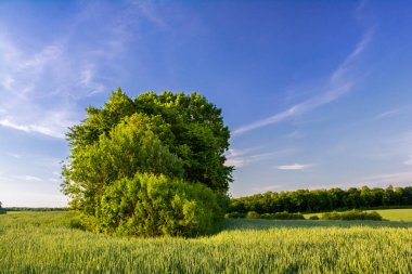 Yeşil buğday tarlasının ortasında bir grup ağaç.