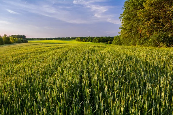 绿色的冬小麦田在森林的边缘 美丽的夏季风景 — 图库照片