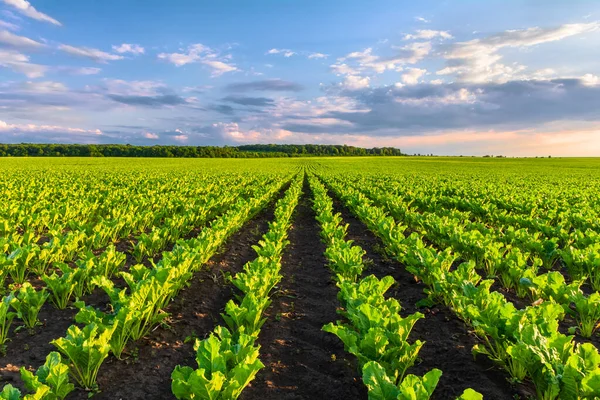 Suikerbieten Groeien Rijen Plantages Stockfoto