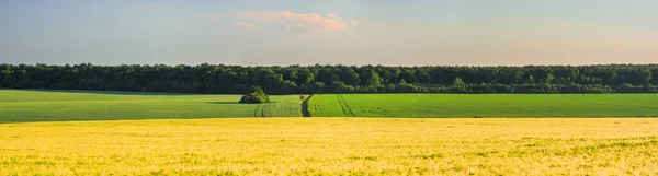 Mezőgazdasági Termények Erdő Láthatáron Panorámás Kilátás — Stock Fotó