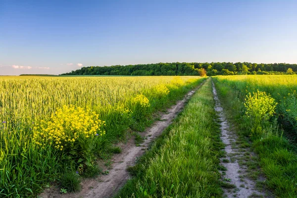 Estrada Campo Entre Campos Culturas Agrícolas Florestas Horizonte — Fotografia de Stock