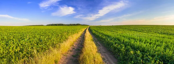 Uma Vista Panorâmica Campo Soja Verde Dividido Por Uma Estrada — Fotografia de Stock