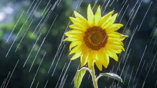 Yellow Sunflower Flower Summer Rain — Vídeos de Stock