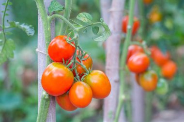 Red oval tomatoes ripen in a bunch on the stem of a tomato bush