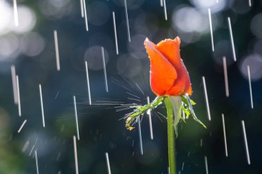 Yağmur damlalarının izlerinin arka planında kırmızı-turuncu gül