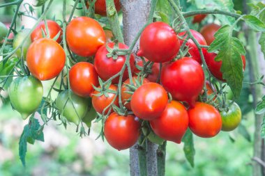 Domates çalılarının üzerinde gagalı kırmızı oval domatesler. Arap Emirliklerinin domatesleri