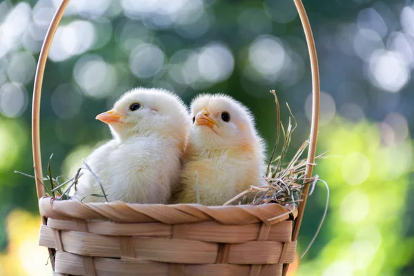 Two cute newborn chicks are sitting in a wicker basket with hay, with their heads turned in a funny way