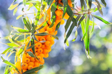 Bir dalda olgunlaşmış deniz dikenli üzümleri.