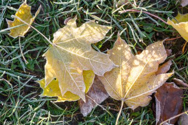 Düşen sonbahar akçaağaç yaprakları yeşil çimenlerin üzerinde donla kaplıdır.