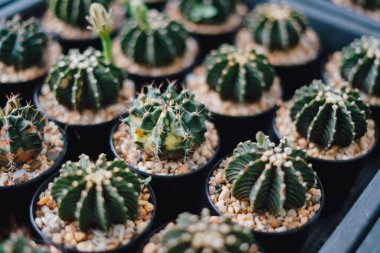 Laos 'taki çiftlikte kaktüs