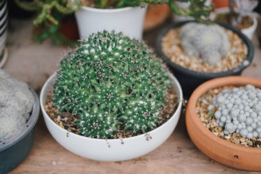 Laos 'taki çiftlikte kaktüs