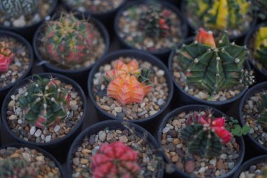 Laos 'taki çiftlikte kaktüs