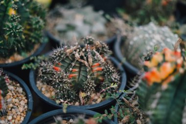 Laos 'taki çiftlikte kaktüs