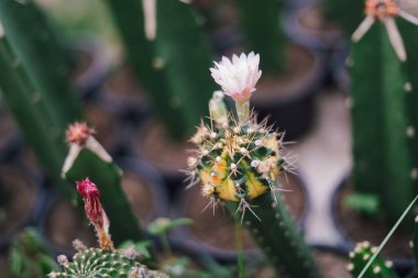 Laos 'taki çiftlikte kaktüs