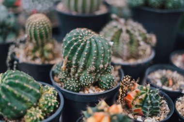 Laos 'taki çiftlikte kaktüs