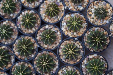 Laos 'taki çiftlikte kaktüs