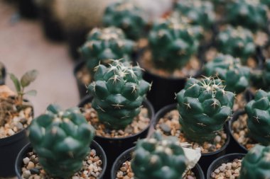 Laos 'taki çiftlikte kaktüs