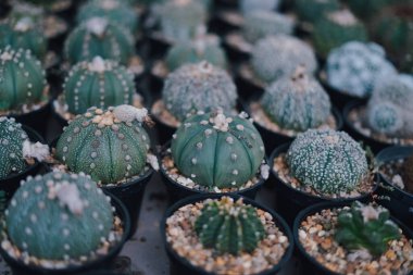 Laos 'taki çiftlikte kaktüs