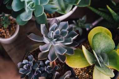 Laos 'taki çiftlikte kaktüs