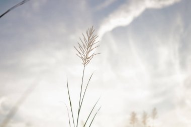 Doğa Çimeni Whit İyi Görünüm