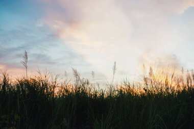 Doğanın Çimeni İyi Görüş Günbatımı Görünümü