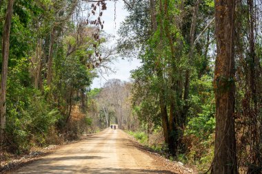 Laos 'un güneyinde yol manzaralı orman. Ormanda yeni bir yol.
