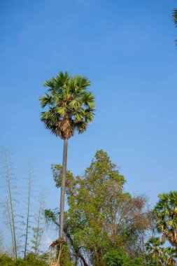 Laos 'un güneyinde yol manzaralı orman. Ormanda yeni bir yol.