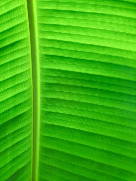 香蕉树叶子的质地 叶子的绿色背景 — 图库照片