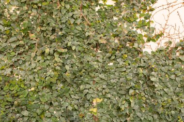 Botanical garden of Padua, specimens of plants and flowers.