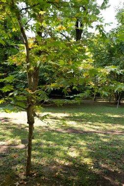 Botanical garden of Padua, specimens of plants and flowers.