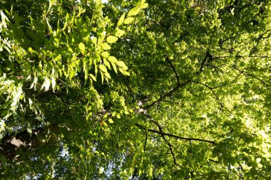 Botanical garden of Padua, specimens of plants and flowers.