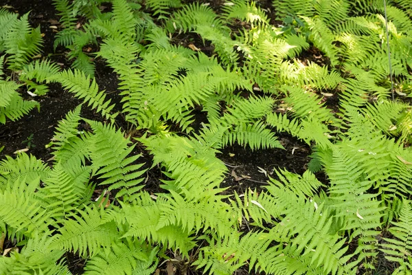 Botanical Garden Padua Specimens Plants Flowers — 图库照片