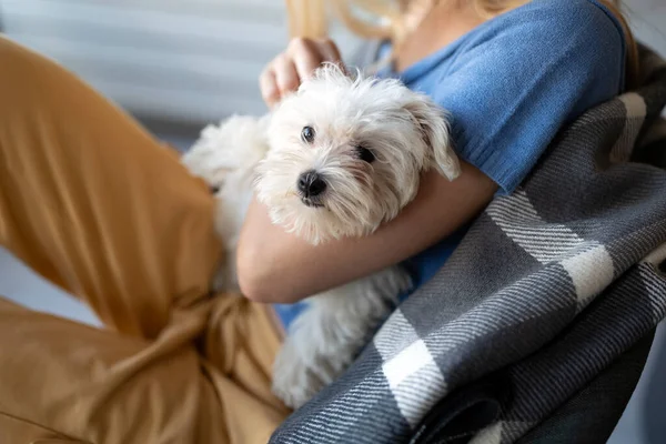 Evdeki Kanepede Yavru Köpekle Oynayan Güzel Bir Kadın Köpek Insanların — Stok fotoğraf