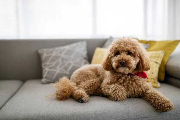 Şirin Küçük Köpek Kaniş Kahverengi Köpek Evde — Stok fotoğraf