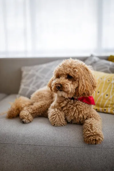 Cagnolino Carino Cucciolo Marrone Barboncino Casa — Foto Stock