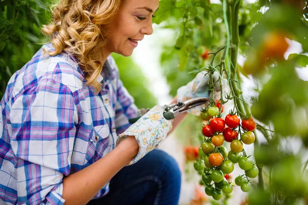 Portret Van Een Jonge Glimlachende Landbouwer Werkende Vrouw Die Tomaten — Stockfoto
