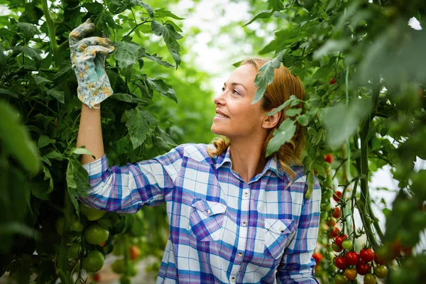 Broeikasondernemer Die Verse Tomaten Verzamelt Professionele Vrouw Die Zoete Groenten — Stockfoto