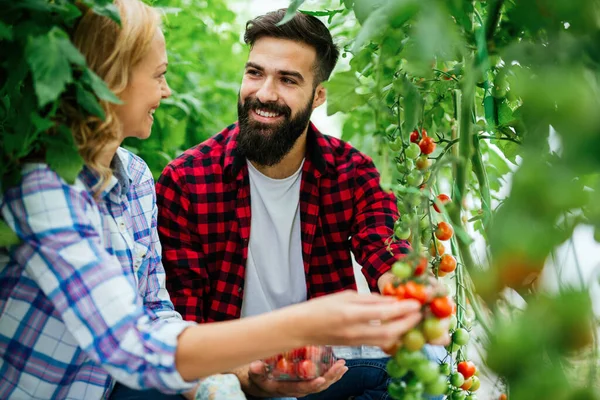 Pareja Joven Agricultores Que Trabajan Invernadero Con Bio Tomate Orgánico — Foto de Stock