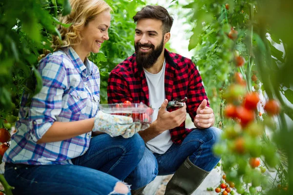 Amistosa Pareja Joven Cosechando Tomates Frescos Del Jardín Del Invernadero — Foto de Stock