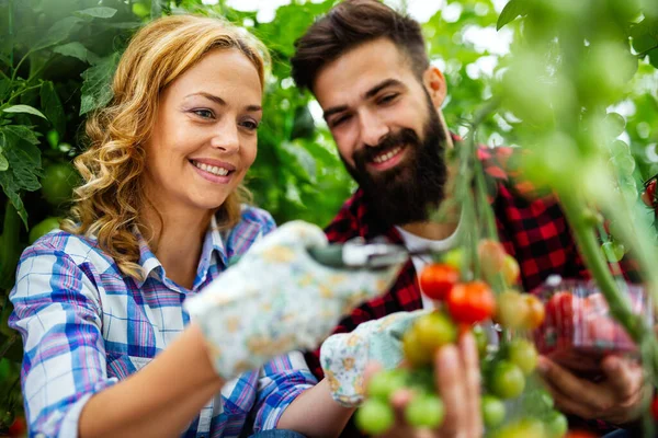 Vriendelijk Jong Koppel Dat Verse Tomaten Oogst Uit Kas Tuin — Stockfoto