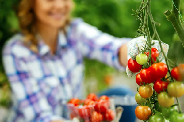 Broeikasondernemer Die Verse Tomaten Verzamelt Professionele Vrouw Die Zoete Groenten — Stockfoto