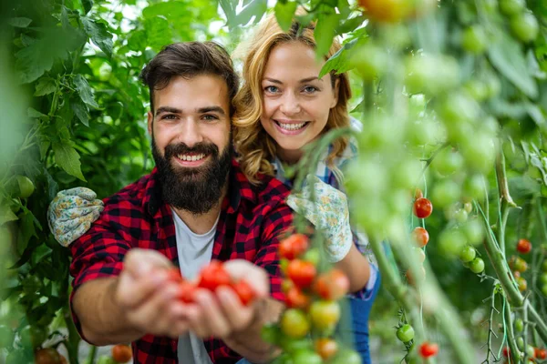Vriendelijk Jong Koppel Dat Verse Tomaten Oogst Uit Kas Tuin — Stockfoto