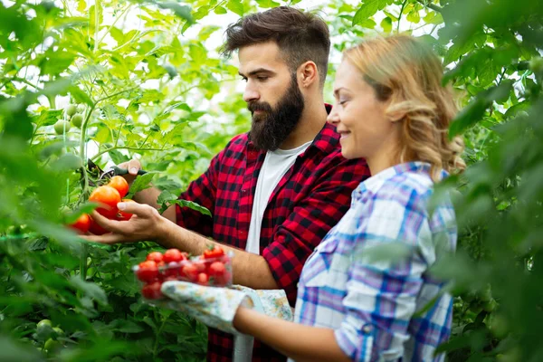 Amigável Jovem Casal Colhendo Tomates Frescos Jardim Estufa Pessoas Conceito — Fotografia de Stock