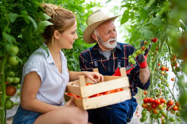 Glückliche Familie Arbeitet Bio Gewächshaus Seniorin Und Kind Bauen Biopflanzen — Stockfoto