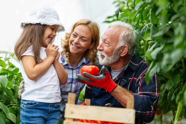 Grootvader Die Groenten Verbouwt Met Kleinkinderen Familie Boerderij — Stockfoto