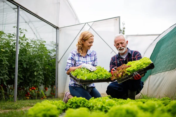 Nonno Che Coltiva Verdure Con Nipoti Famiglia Fattoria — Foto Stock