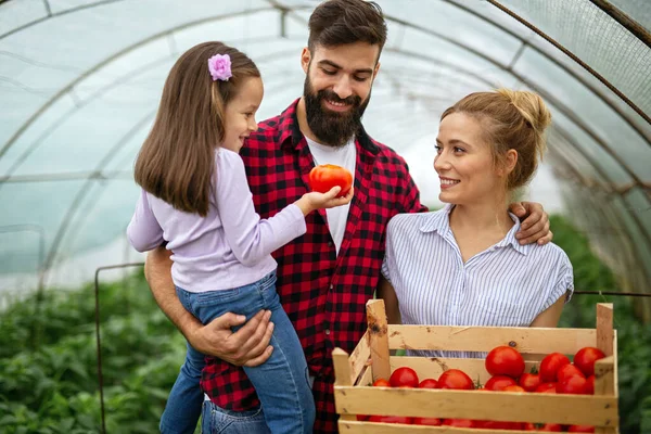 Glückliche Junge Familie Die Bio Gewächshaus Arbeitet Mann Frau Und — Stockfoto