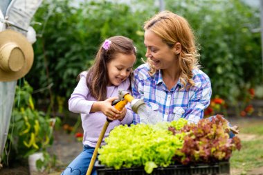 Organik serada çalışan mutlu bir aile. Kadın ve çocuk çiftlik bahçesinde biyolojik bitkiler yetiştiriyor..