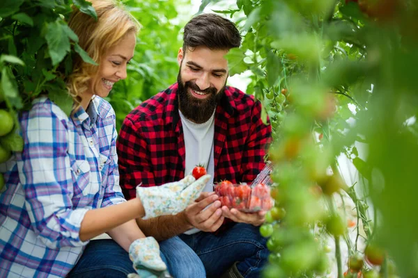 Amigável Jovem Casal Colhendo Tomates Frescos Jardim Estufa Pessoas Conceito — Fotografia de Stock