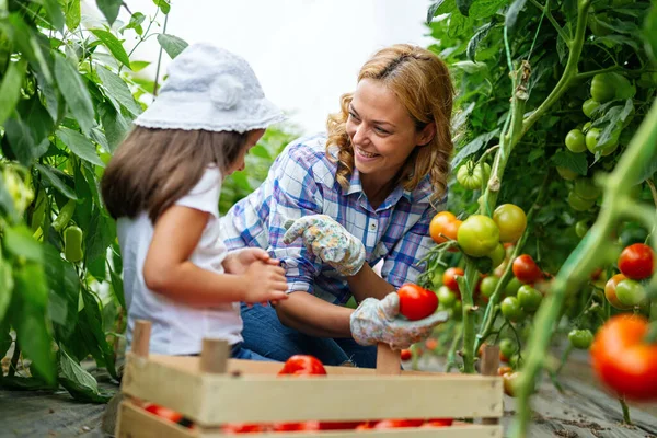 Jovem Família Feliz Trabalhando Estufa Orgânica Mulher Criança Cultivando Plantas — Fotografia de Stock